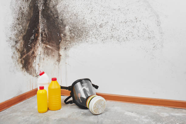 Best White Mold Remediation in Brookside, NJ