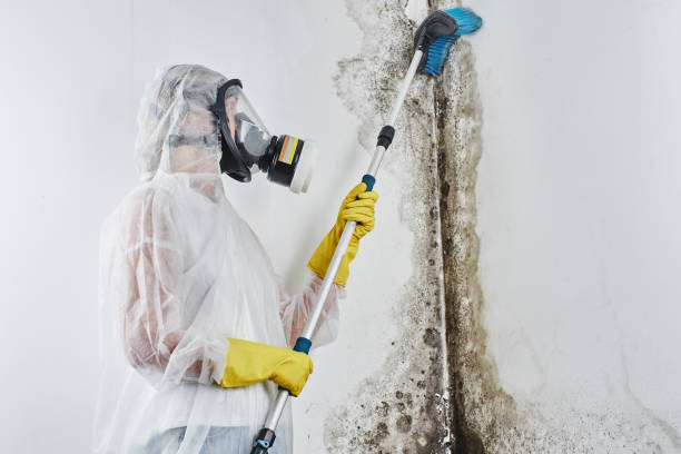 Best Mold Testing and Inspection Services in Brookside, NJ