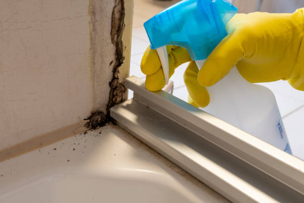 Best Preventive Mold Services in Brookside, NJ