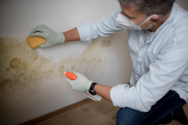 Best Basement Mold Remediation in Brookside, NJ