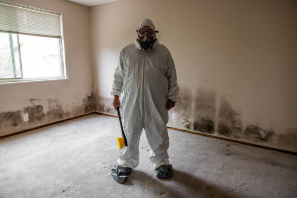Best DIY Mold Remediation Support Services in Brookside, NJ