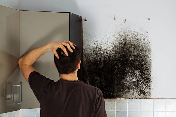 Best HVAC Mold Remediation in Brookside, NJ