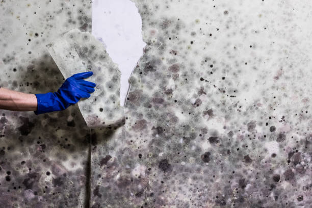 Best Commercial Mold Remediation in Brookside, NJ